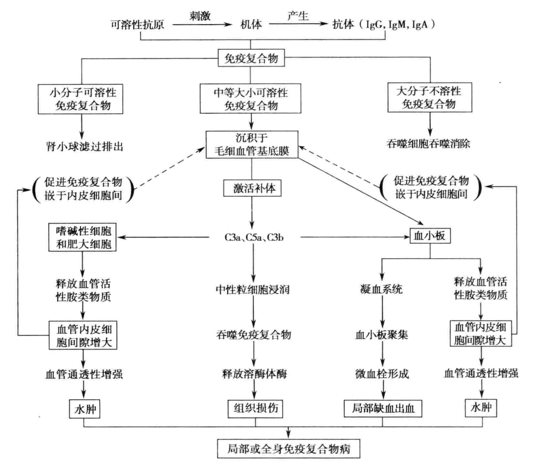 图7-5 Ⅲ型超敏反应的发生机制示意图